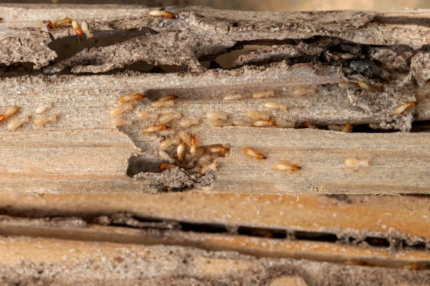 Best Commercial Pest Control Services  in Newport News, VA