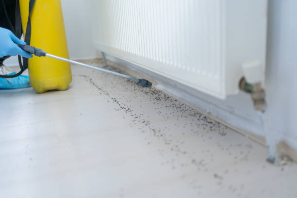 Wasp Removal Services in Newport News, VA